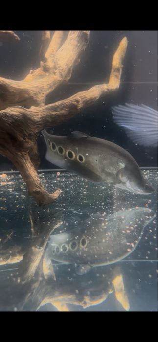 Faca palhaco Notopterus Chitala 20CM