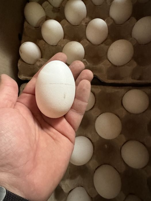 Продам яйцо куриное/перпелиное