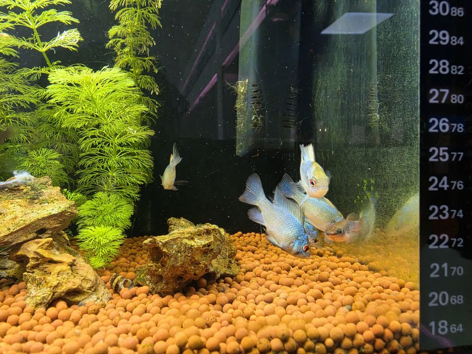 Ramirezi Eletric Blue (Mikrogeophagus Ramirezi)