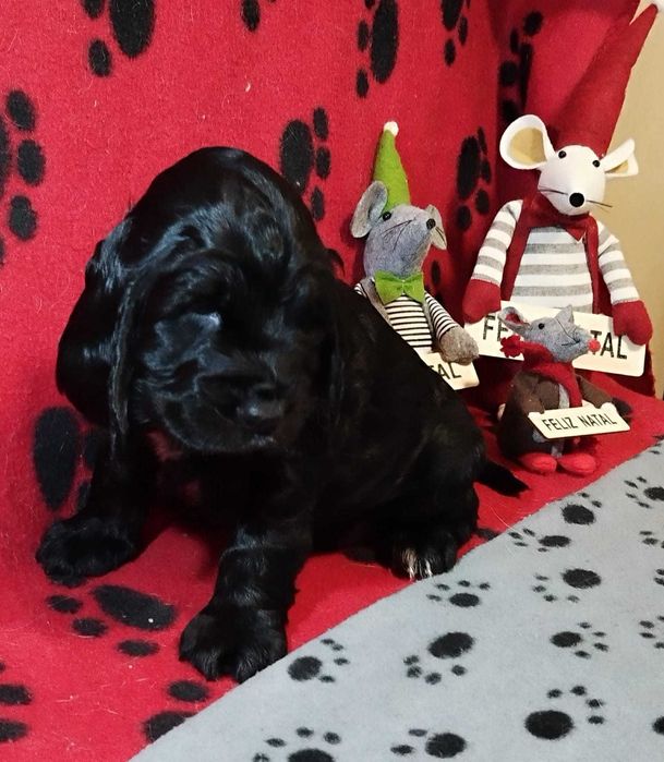 Cocker spaniel preto/a