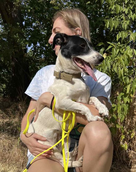 Отдам даром в добрые руки собачку метис мелкой породы