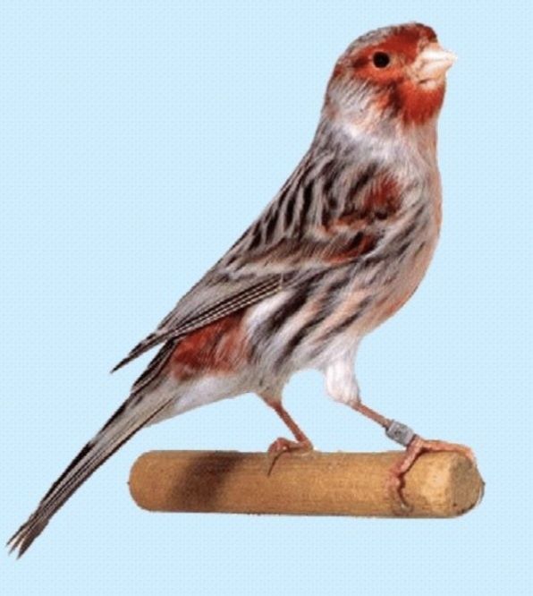 Kanarek agat czerwona mozaika, agat żółty z 2023r. i 2024r.