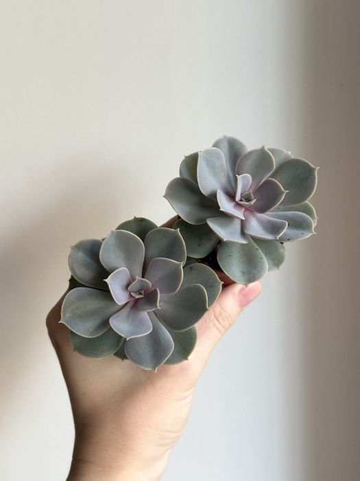 Сукуленти ечеверія красула