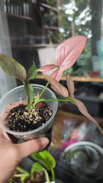 Сингоніум пінк перфекшн, pink perfection