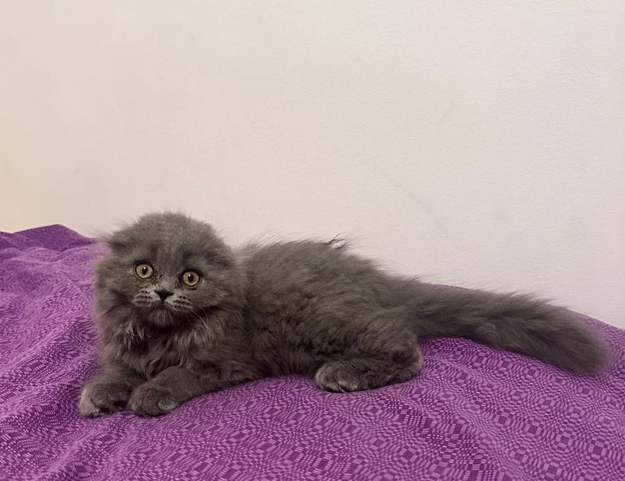 Scottish Fold Longhair