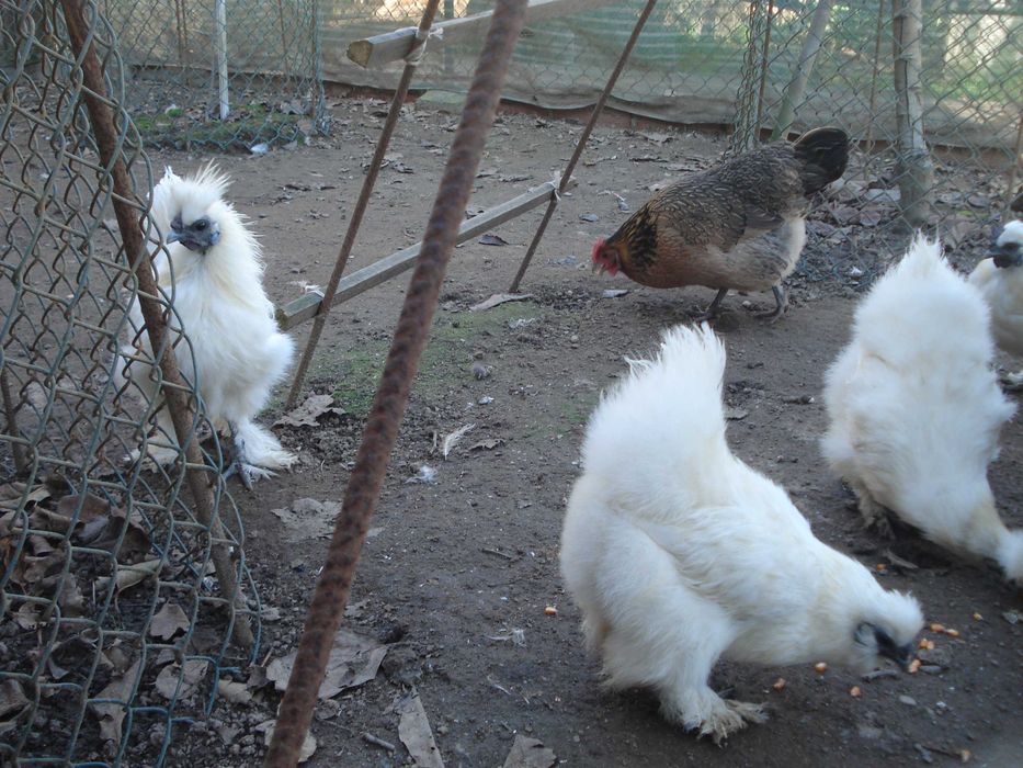 Ovos galados de galinhas Jersey gigante e sedosas do Japão