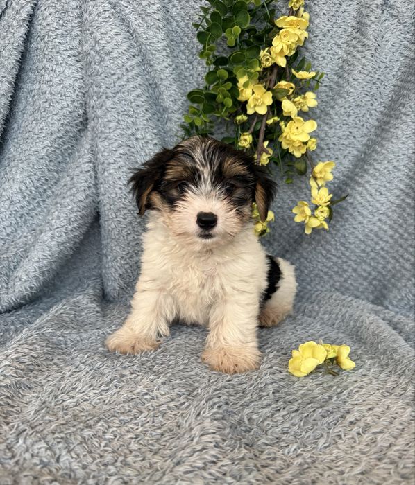 Excelente mini Yorkshire Beiwer de Qualidade