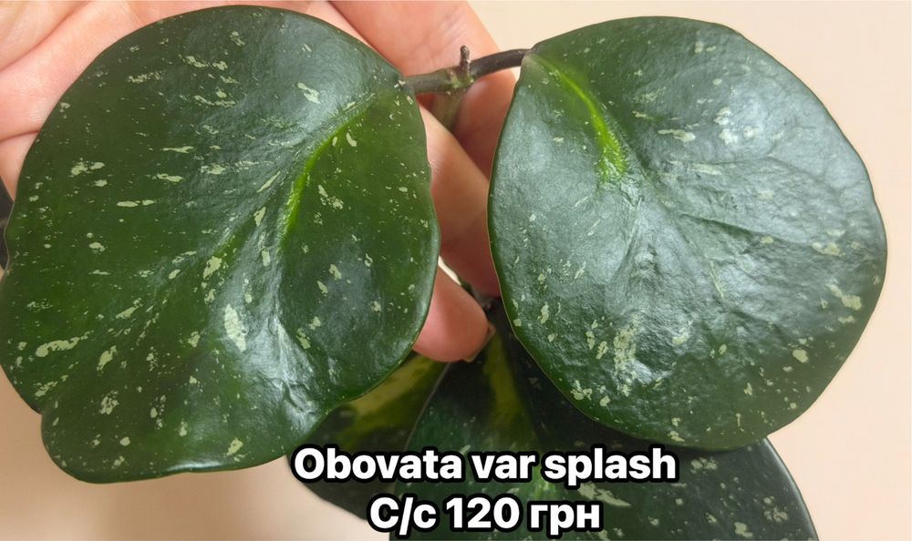 Хойи Blondie Dolichosparte Obovata, sunrise