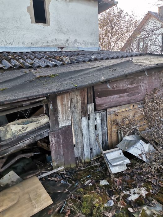 Duzo Drzewo za darmo