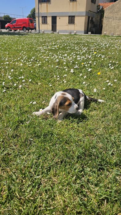 Beagle tricolor macho