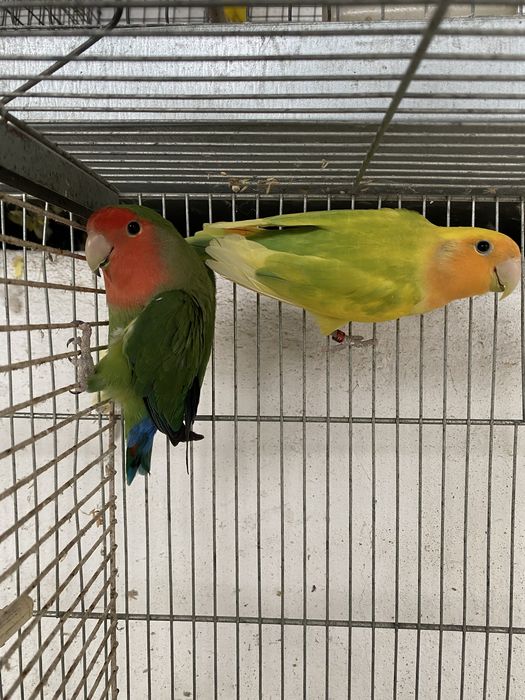 Casais agapornis para venda