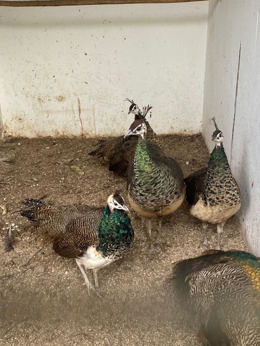 Pavões 2025 para venda em conjunto ou separado