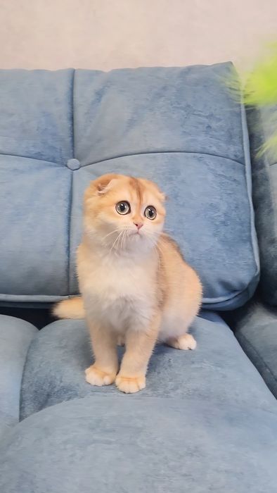 Шотландський хлопчик золота шиншила