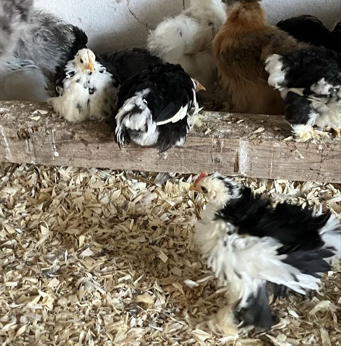 Pekin black mottled Pintos