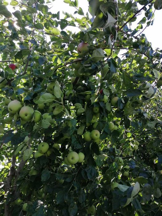 Обрезка сада / Обрізка саду / Обрезка деревьев / Обрізка фруктових