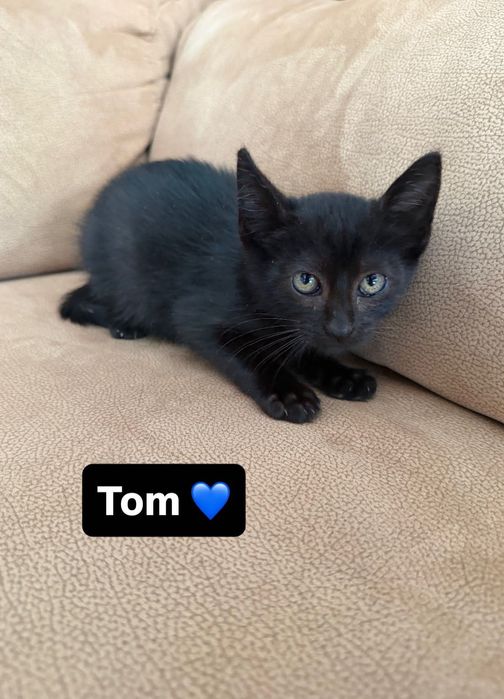 Gatinhos para adoção responsável - 1 macho e 1 fêmea - 2 meses