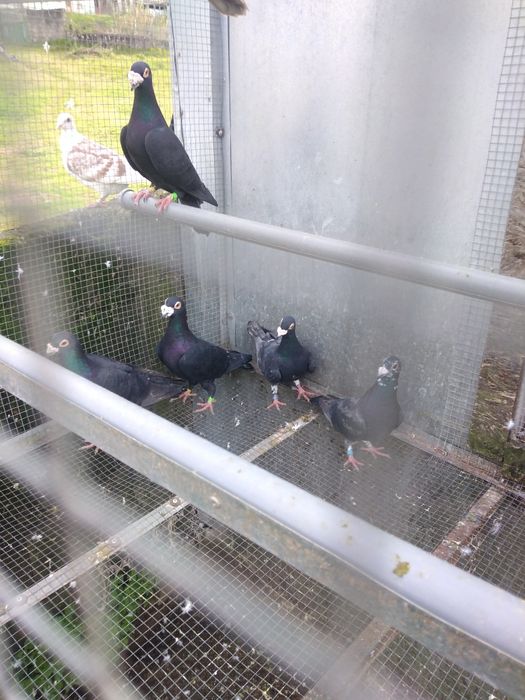 Pombos correios para venda