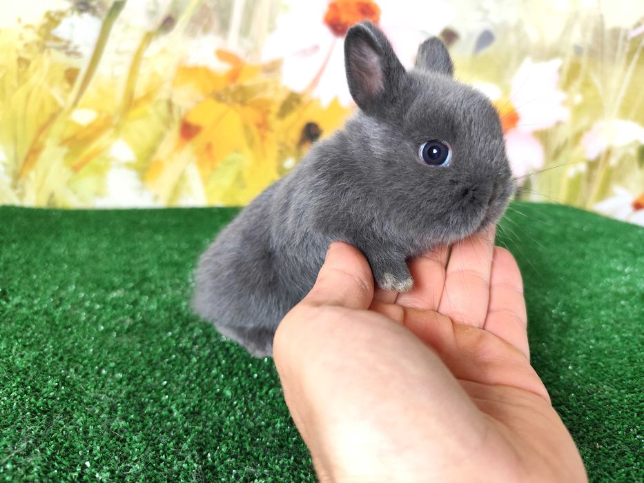 AKTUALNE  Piękny Karzełek Niderlandzki Mini Lop , Mini Rex