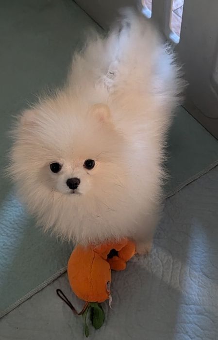 Szpic miniaturowy -pomeranian