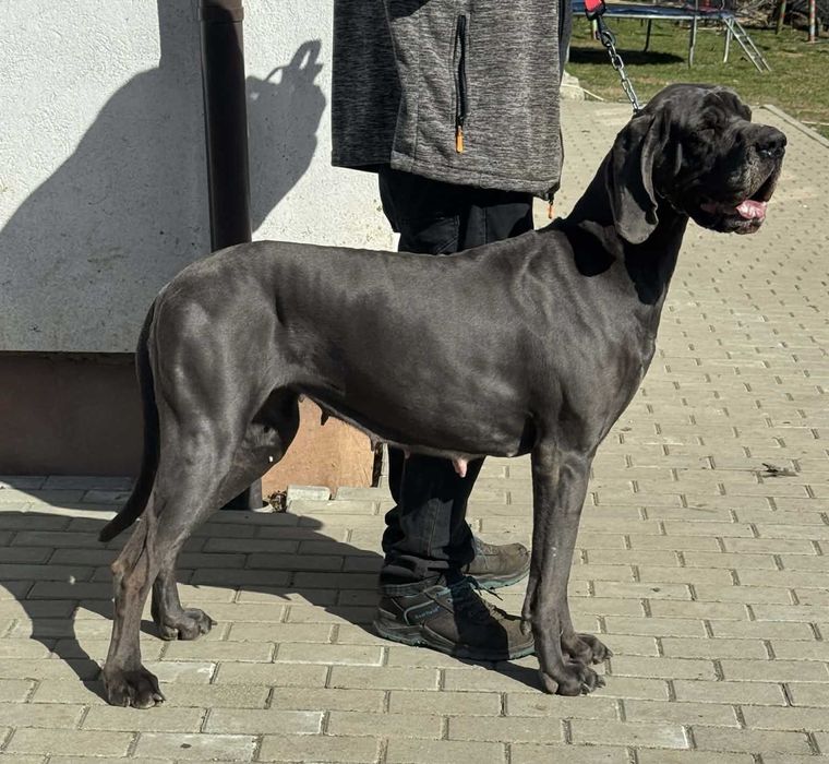 Suka Dog Niemiecki hodowla La Componella FCI suka hodowlana, ale też chętnie na kolanka ZKwP