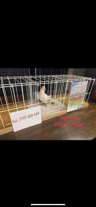 Gołębie pocztowe od Arka Maziarza