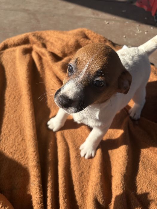 Jack Russell Terrier Suczka