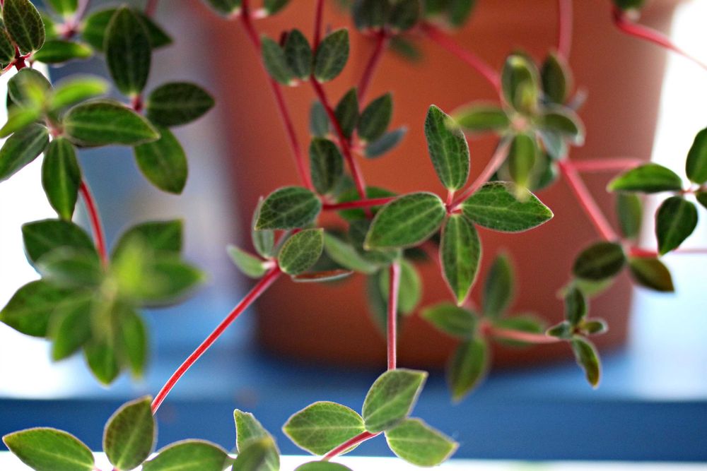 Suculenta Aranto Mae De Milhares Kalanchoe x Houghtonii Cacto Cancro