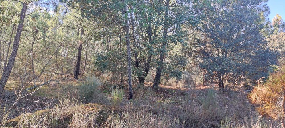 Terreno Rustico com Pinhal