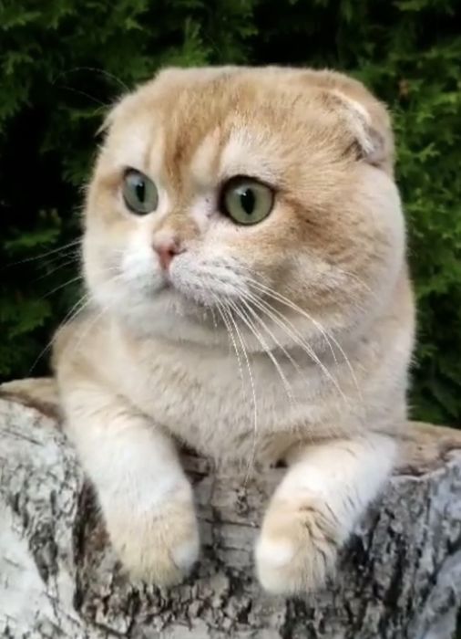 Клубный кот Вязка шотландская золотая шиншилла NY 12 Scottish fold
