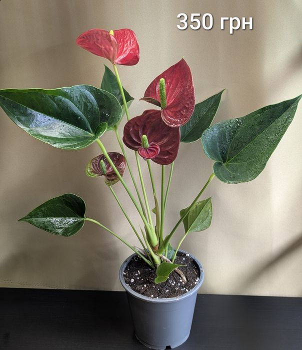 Антуріум Андре Ред Чемпіон червоний