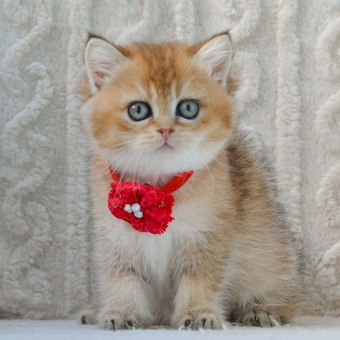 Золота красунечка.