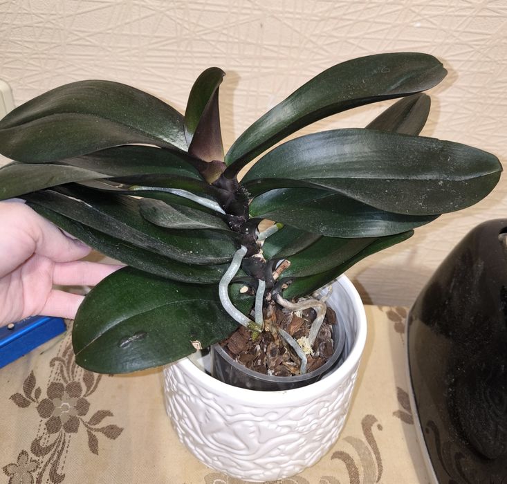 Орхідея Паваротті метелик