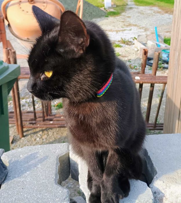 Czy ma właściciela ?