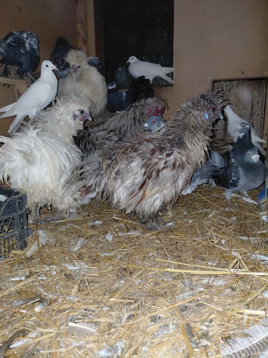 Sprzedam koguty silki lokowanej