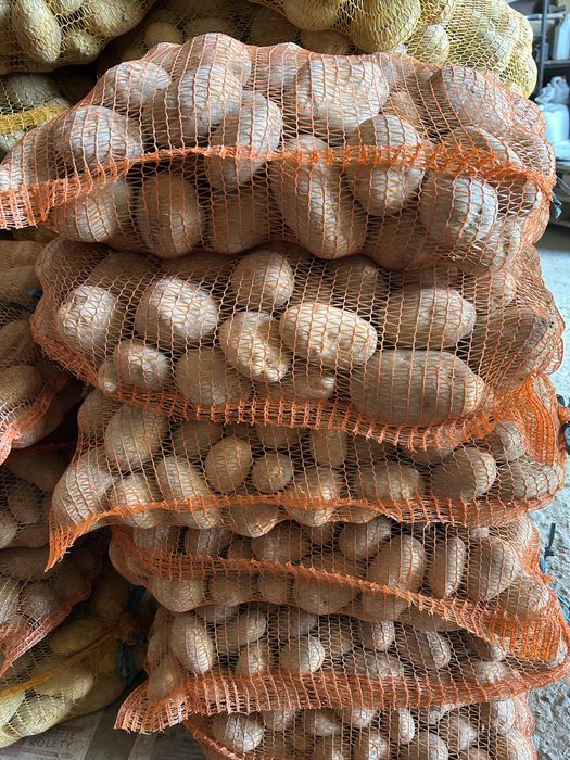 Ziemniaki odmiana JUREK