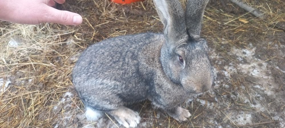 Продам кроликів різних порід,самки і самці.
