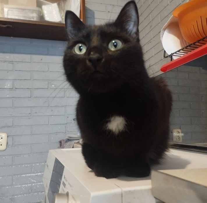 Отдам даром в добрые руки черного котика