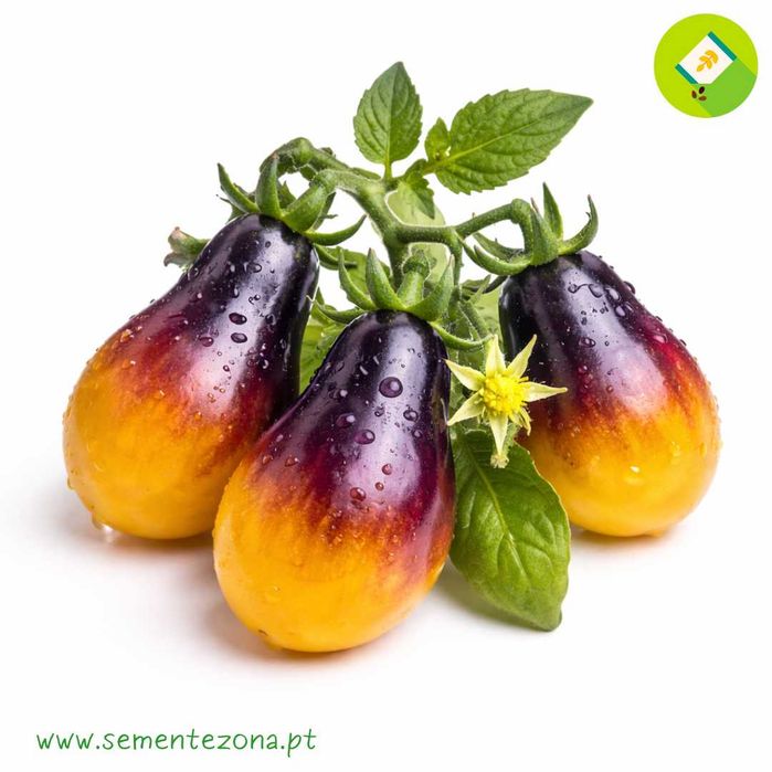 15 Sementes - Tomate Pera Indigo - Solanum lycopersicum