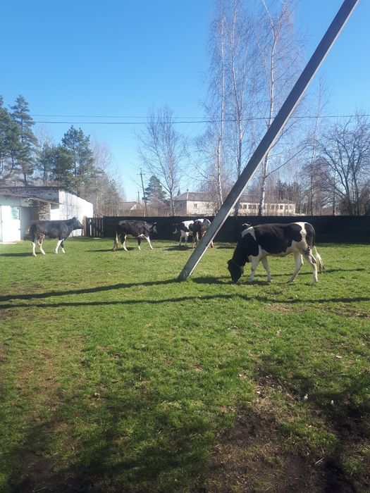 Жом, брага, зерновідходи, зерно, кукурудза, макуха,