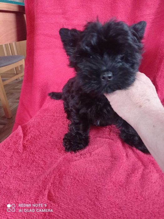 Yorkshire Terrier Black