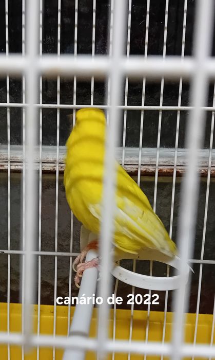 Canários de 23,22,19