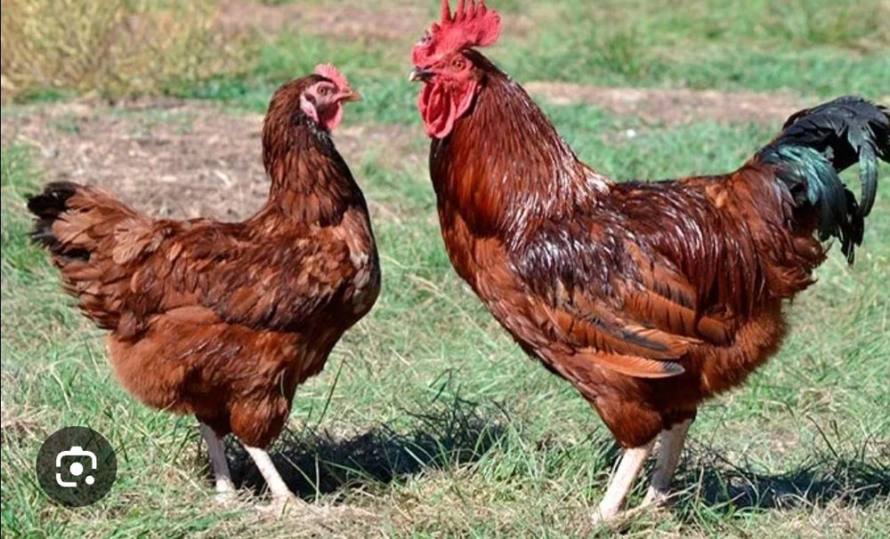 Інкубаційне яйце кур