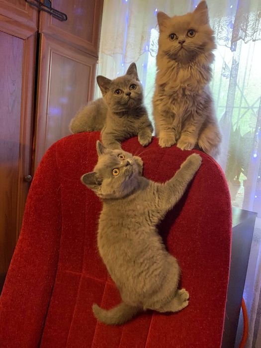 Шотландські котенята