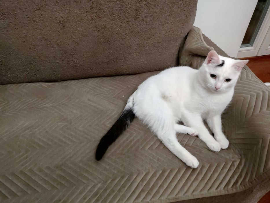 gdzie człowiek którego Śnieżynka pilnie szuka? DOM Z OGRÓDKIEM