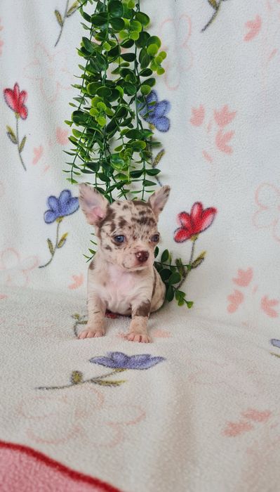 Excecional mini menino Chihuahua/Chiuaua de Qualidad,LinhagemRussa