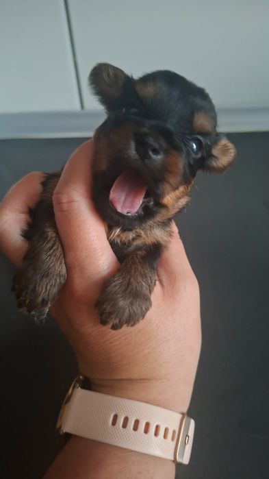 Yorkshire terrier