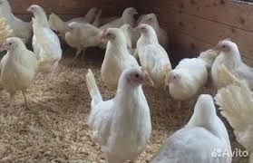 курочки несушки молодые Декалб Уайт куры несушки