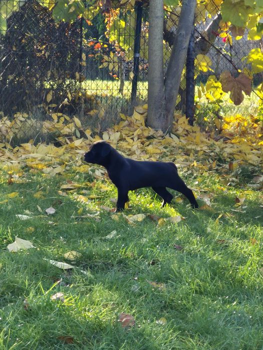 Czarny Szczeniak Cane Corso szczeniaczek mocni rodzice, rodowód