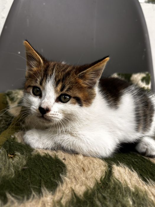 Котики 2 місяці, віддам в добрі руки