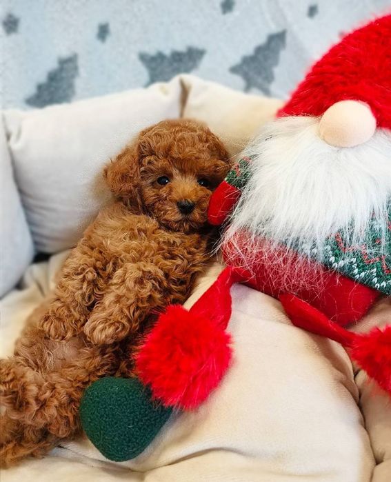 Дівчинка той пудель " Ред браун